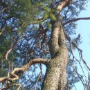 순흥의 연리지송 이미지