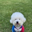 도그플레이스 | 🐶 댕댕이들의 천국, 제주 애견카페 &#39;도그모루&#39;