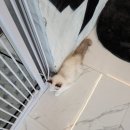 브룩스 캣 카페 | 명품고양이를 만날수 있는 곳 평택 센트럴돔 브룩스 캣카페