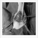 애경 동물병원 이미지