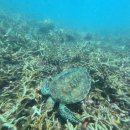 코사무이 | 부산신혼여행여행사 코사무이 패키지 후기