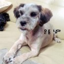 가하