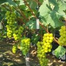 광영농장 이미지