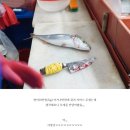 장사항활어직판장 | 속초 장사항 수산시장 활어직판장에서 회뜨기 활어회 ★대략시세