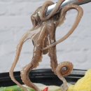 뻘낙지수산 이미지