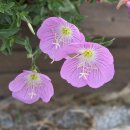 난정리(해바라기정원) 이미지