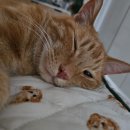 (주)페피테일 이미지