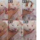 부산햄스터분양 행복햄 이미지