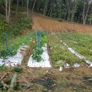 국보농장 이미지