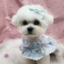 강아지를 미용하는 여자 | 사당애견미용 잘하는 곳 프린그루밍 비숑 귀툭튀 후기