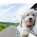 대전펫택시 이미지