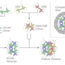 히스톤(HisTone) 네이버블로그