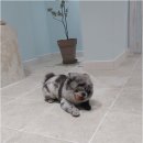 웃는강아지 | 여기서는 애견미용이 아니라 강아지가 웃는 법을 배워요, 부산 마당개 후기