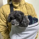 제너머골 세천 | [천안 카페] 애견동반 &amp; 일반카페 가까이그리고가만히, 김지지와 방문 후기