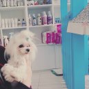 즐겨찾개 이미지