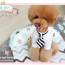 쿨 퍼피 이미지