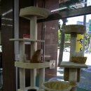 개밥주는고양이 이미지