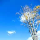 11/07(토) 보령 도미부인 솔바람길&amp;성주산편백,단풍&amp;천북 굴 트레킹[재린대장님] 이미지