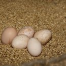 새자리농원 이미지