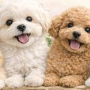 청도펫동물병원 이미지