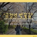 [경기 벚꽃 명소] 안양 군포 벚꽃 데이트 &#39;금정역 벚꽃길&#39; 솔직후기 (+20250408 실시간 벚꽃 현황)
