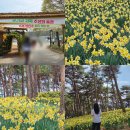 입장로 | 서산유기방가옥 | 4월 축제 수선화 개화 실시간 후기 입장료 주차