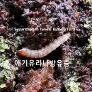 애기유리나방유충幼蟲 Synanthedon Tenuis Larval 이미지