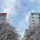 삼익비치아파트 | 남천동 삼익비치 벚꽃 후기 부산명소 산책코스