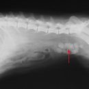 한빛동물병원 이미지