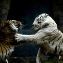 낭만수컷 이미지