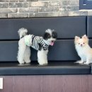 울산 애견유치원 믿고 맡길 수 있는 곳! &#34;바비브라운 비숑프리제&#34;