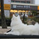 바보형제쭈꾸미 이미지