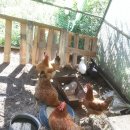 소나무캠핑 이미지