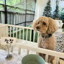 땡큐DOG동물병원 이미지