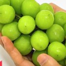 쌍둥이청과 이미지