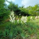 서호꽃뫼공원 이미지