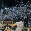 벚꽃호프