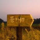 둥구나무