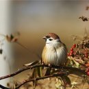 참새농장 이미지