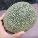 연우네 농장 | 노을멜론 (칸달로프하미과멜론) - 속이 노~~란 멜론 먹어보셨나요. 품질보장 100%환불가능~?! (연우네농장)