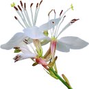png 가우라 꽃 외 이미지