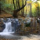 숲의 소리 이미지