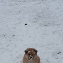 강아지 별장 이미지