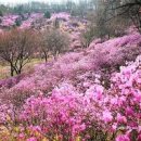 경기도 가볼만한곳 부천 원미산 진달래꽃축제 이미지