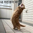 보까