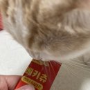 예지펫