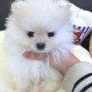 버디독 강아지분양 안심분양센터 시흥점 이미지