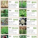 베란다 텃밭에 기를 수 있는 채소 (작물)