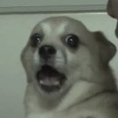 부리우체국 | 산티아고 순례길 D-1 인류애 폭발 생장에서 산티아고까지 우체국으로 캐리어 보내기 야간기차 후기훅이