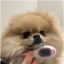 부산애견호텔 강아지 유치원 맘바이 서면본점 이미지